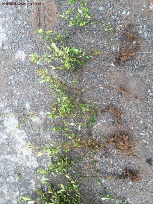 沭陽(yáng)火棘專賣 沭陽(yáng)火棘專賣