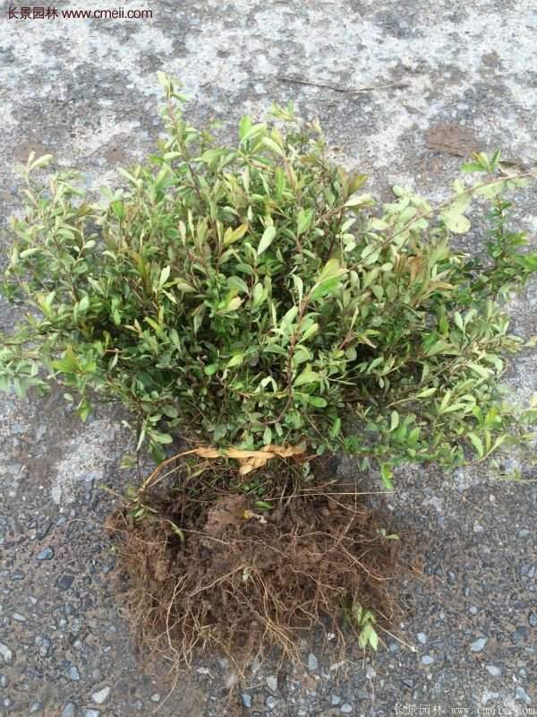 沭陽(yáng)火棘專賣 沭陽(yáng)火棘專賣