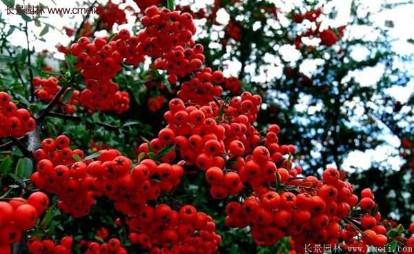 沭陽(yáng)火棘專賣 沭陽(yáng)火棘專賣