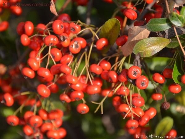 沭陽(yáng)火棘專賣 沭陽(yáng)火棘專賣