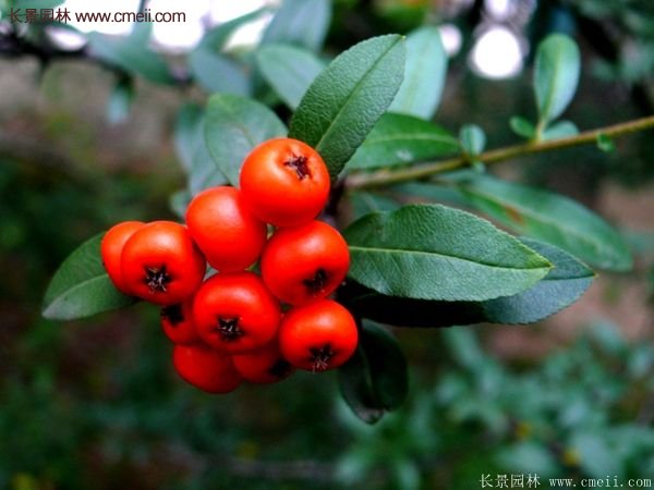 沭陽(yáng)火棘專賣 沭陽(yáng)火棘專賣