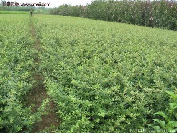 沭陽(yáng)火棘專賣 沭陽(yáng)火棘專賣