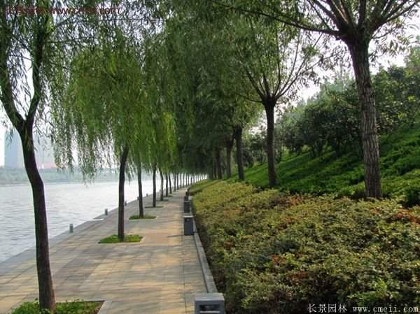 沭陽(yáng)火棘專賣 沭陽(yáng)火棘專賣