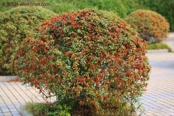 沭陽火棘基地 沭陽火棘基地