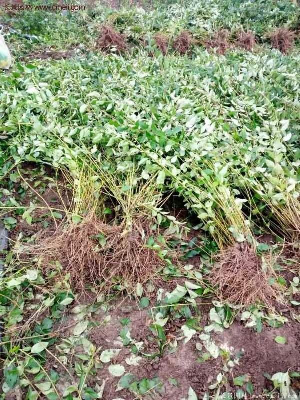 沭陽(yáng)連翹規(guī)格