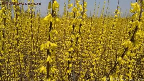 沭陽(yáng)連翹規(guī)格