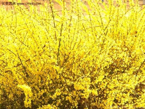 沭陽(yáng)連翹規(guī)格