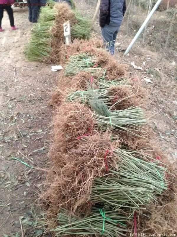 沭陽連翹 沭陽連翹