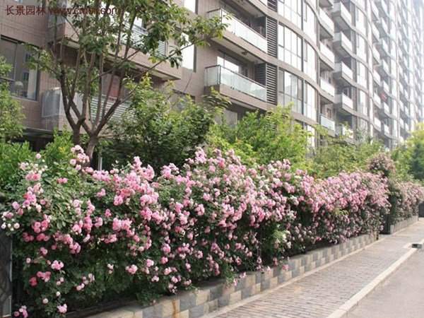 “顏值爆表”爬藤薔薇,看的心都醉了