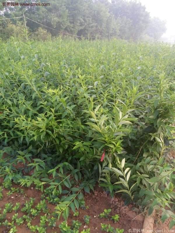 沭陽(yáng)連翹的價(jià)格