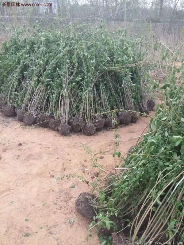 沭陽(yáng)連翹的價(jià)格