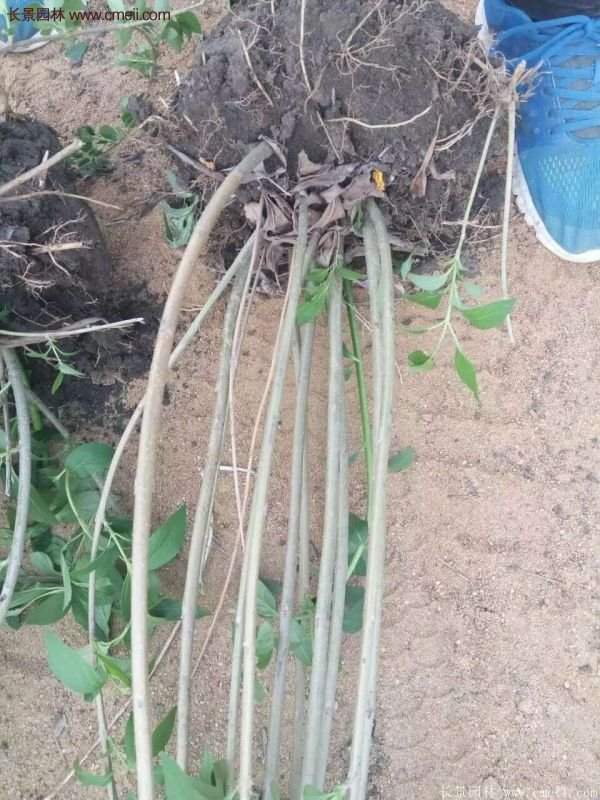 沭陽(yáng)連翹的價(jià)格