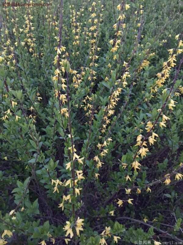 沭陽(yáng)連翹的價(jià)格