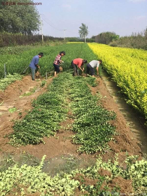 沭陽衛矛 沭陽衛矛