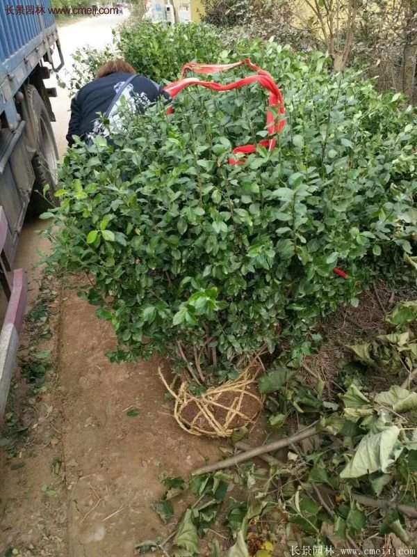 沭陽衛矛 沭陽衛矛