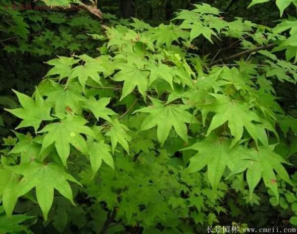 青楓樹苗產(chǎn)地都有哪些地方？