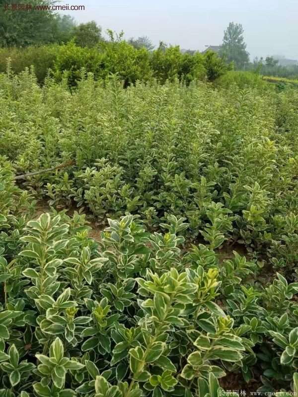 金邊黃楊的產(chǎn)地 金邊黃楊的產(chǎn)地