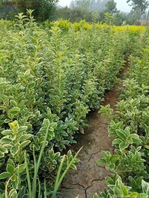 金邊黃楊的產(chǎn)地 金邊黃楊的產(chǎn)地