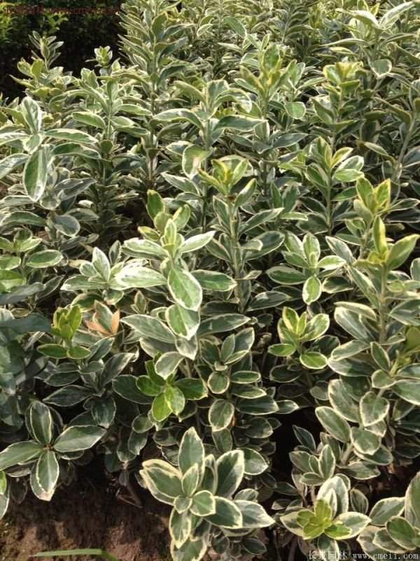 金邊黃楊的產(chǎn)地 金邊黃楊的產(chǎn)地