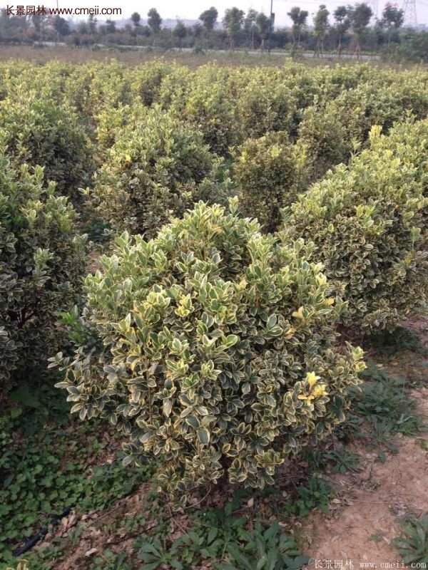 金邊黃楊的產(chǎn)地 金邊黃楊的產(chǎn)地