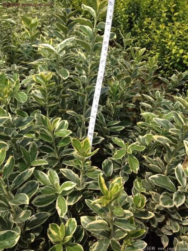 金邊黃楊的產(chǎn)地 金邊黃楊的產(chǎn)地