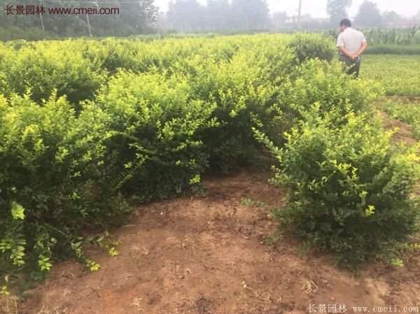 沭陽基地的金葉女貞
