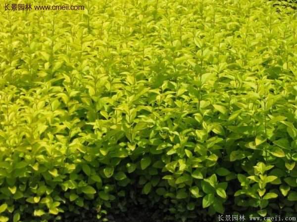 沭陽金葉女貞基地