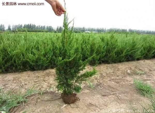 優(yōu)質(zhì)龍柏