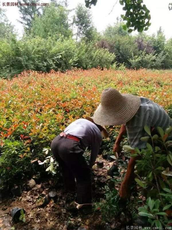 紅葉石楠的養護方法