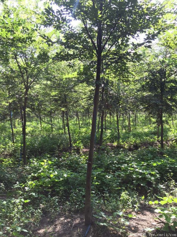 10~12~15公分的櫸樹(shù)