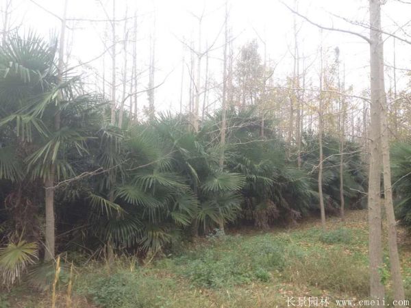 棕櫚苗木-沭陽(yáng)長(zhǎng)景園林 棕櫚苗木-沭陽(yáng)長(zhǎng)景園林