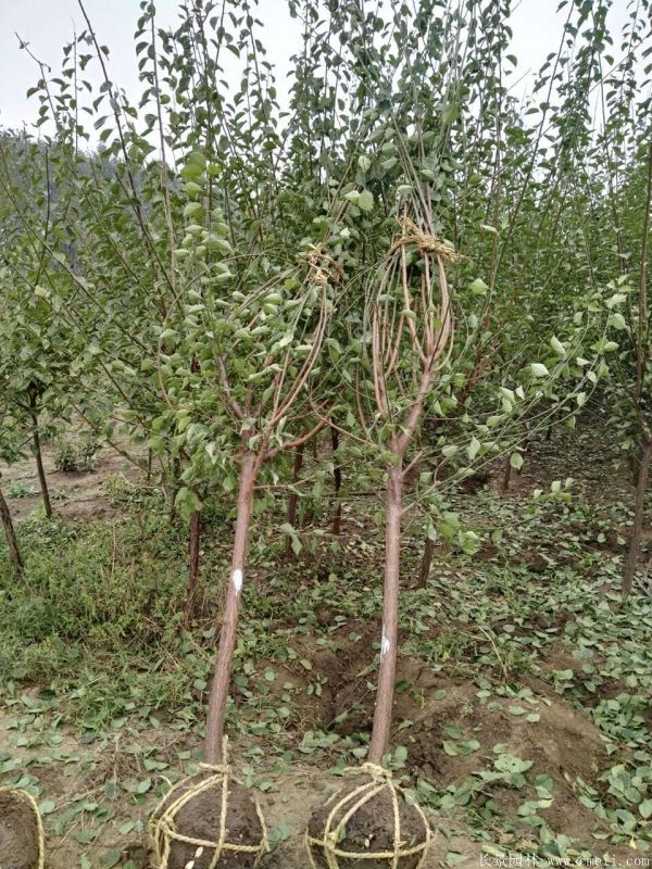 沭陽(yáng)長(zhǎng)景園林紅梅苗木 沭陽(yáng)長(zhǎng)景園林紅梅苗木