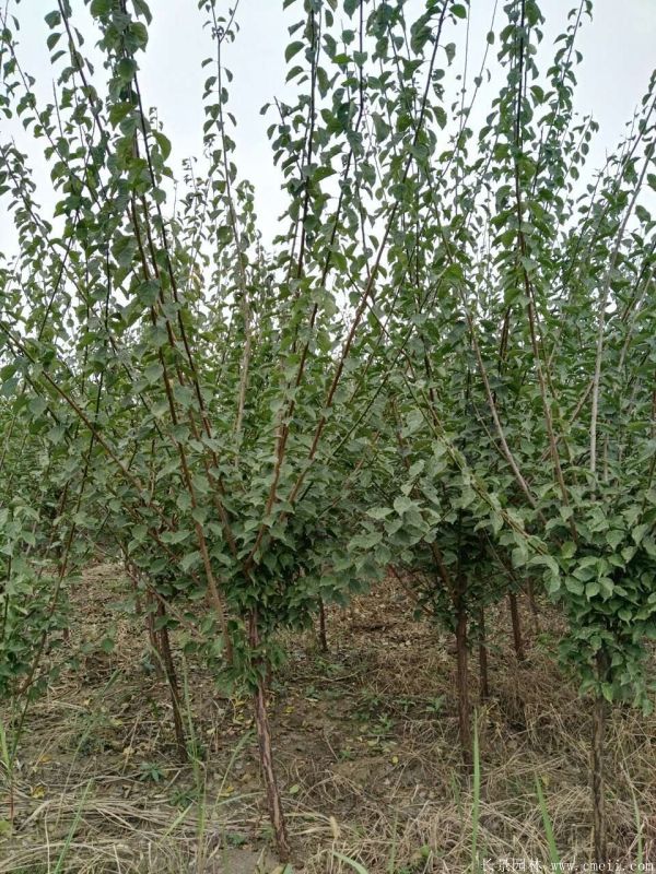 沭陽(yáng)長(zhǎng)景園林紅梅苗木 沭陽(yáng)長(zhǎng)景園林紅梅苗木