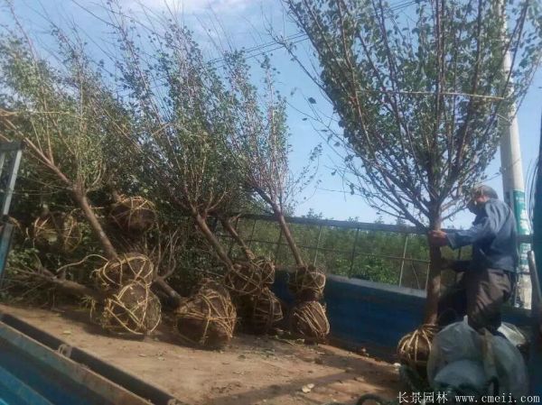 沭陽(yáng)長(zhǎng)景園林紅梅苗木 沭陽(yáng)長(zhǎng)景園林紅梅苗木