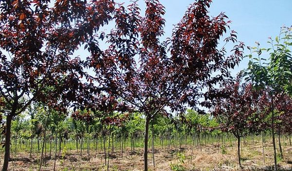紅葉碧桃圖片紅葉碧桃基地實(shí)拍 紅葉碧桃圖片紅葉碧桃基地實(shí)拍