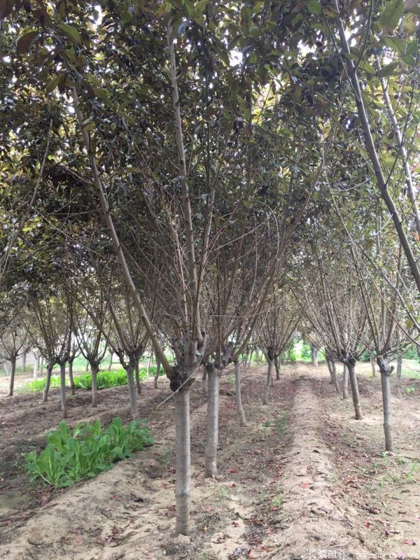 紅葉碧桃圖片紅葉碧桃基地實(shí)拍 紅葉碧桃圖片紅葉碧桃基地實(shí)拍