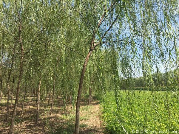 垂柳圖片垂柳基地實拍 垂柳圖片垂柳基地實拍