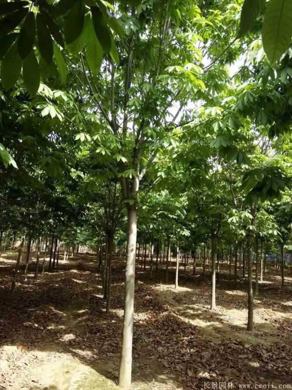 七葉樹圖片七葉樹基地實(shí)拍 七葉樹圖片七葉樹基地實(shí)拍