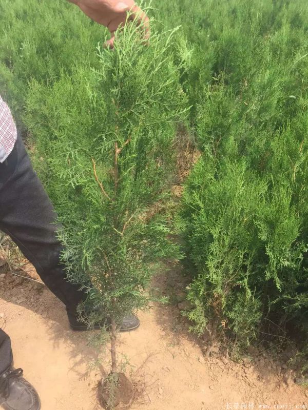 側(cè)柏圖片側(cè)柏基地實拍