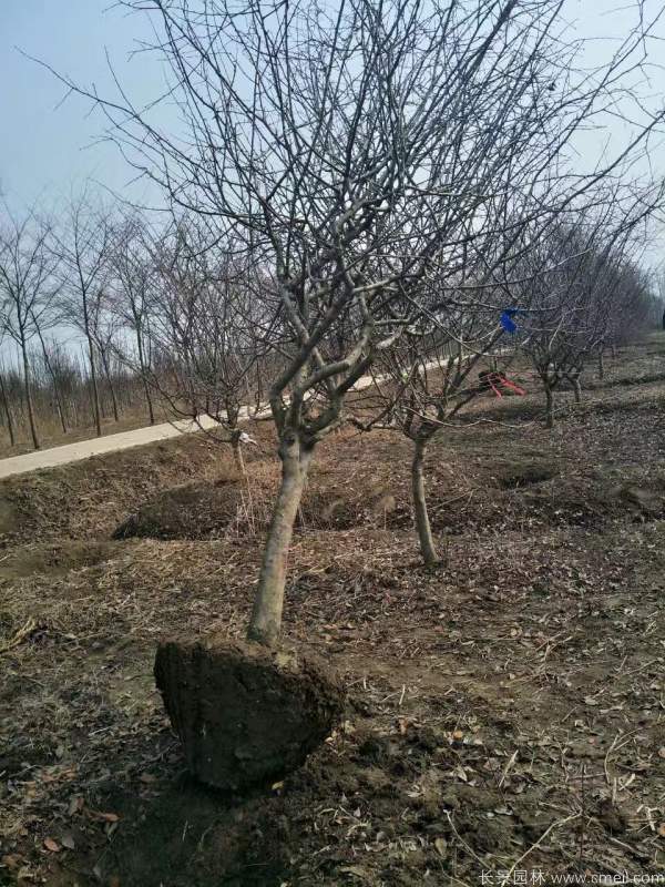 垂絲海棠圖片基地實(shí)拍 垂絲海棠圖片基地實(shí)拍