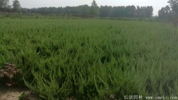 小龍柏圖片基地實(shí)拍