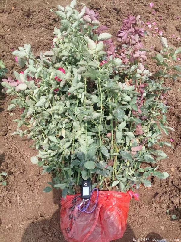 豐花月季圖片基地實拍 豐花月季圖片基地實拍