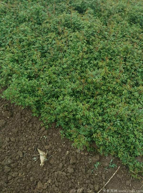 黃刺玫圖片基地實(shí)拍