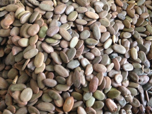 合歡種子圖片 合歡種子圖片