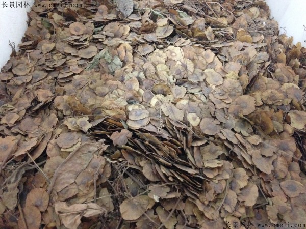 金錢松種子圖片