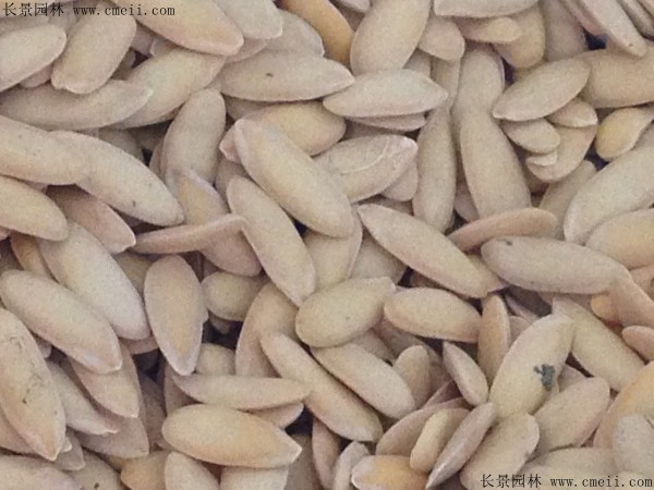 哈密瓜種子圖片 哈密瓜種子圖片