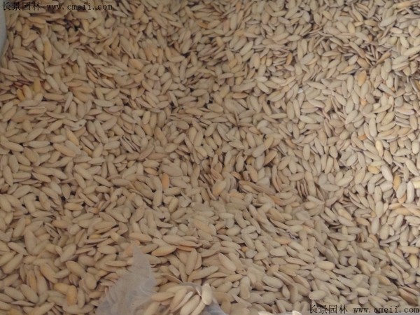 哈密瓜種子圖片 哈密瓜種子圖片