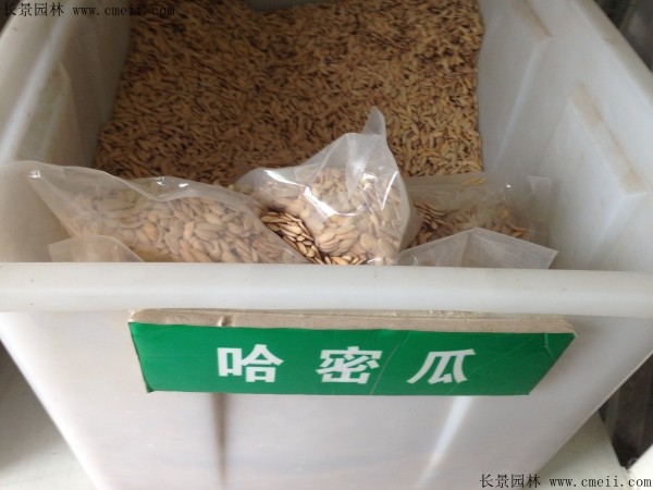 哈密瓜種子圖片 哈密瓜種子圖片