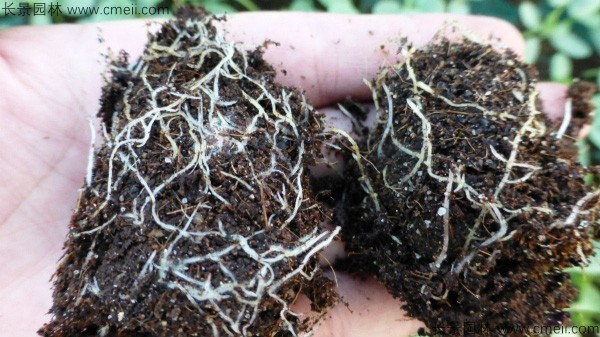 哈密瓜種子發芽出苗圖片 哈密瓜種子發芽出苗圖片