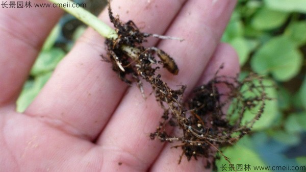 哈密瓜種子發芽出苗圖片 哈密瓜種子發芽出苗圖片